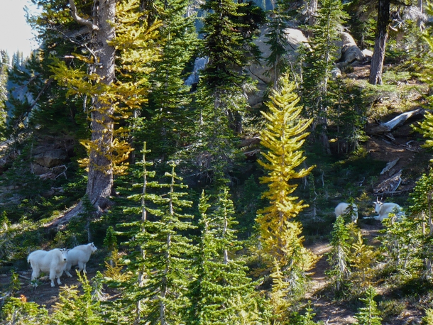 A family of Mountain Goats at Esmeralda Basin Washington 
