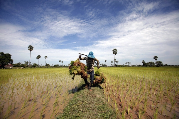 A farmer carries rice seedlings at a paddy field on the outskirts of Phnom Penh Cambodia 