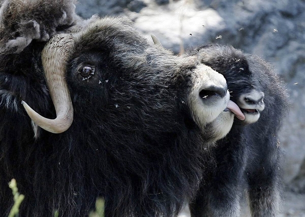 A female musk ox is pestered by flies as it licks its newborn calf clean in the Daehlhoelzli Zoo in Bern Switzerland 