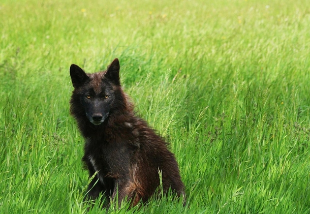 A female northwestern wolf Canis lupus occidentalis stands out against the green grass field Amy Bell 