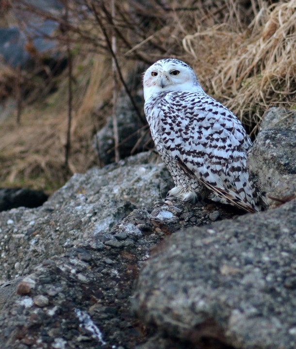 A Female Snowy Owl Bubo Scandiacus landed near my office today 