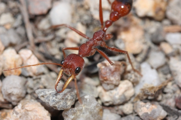 A fierce bulldog ant under the sun at Girraween National Park Queensland 