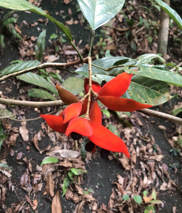 A flash of color in the underbrush Scarlet sterculia Sterculia lanceolata var coccinea 