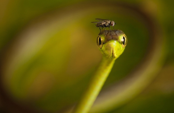 A Fly on the head of a Vine Snake 
