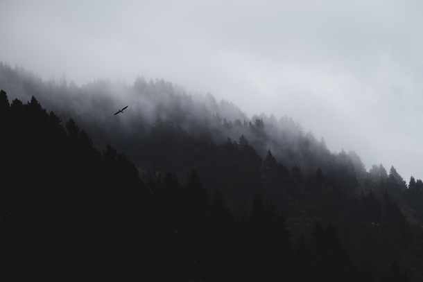 A foggy eerie evening in New Zealands Marlborough Sounds 