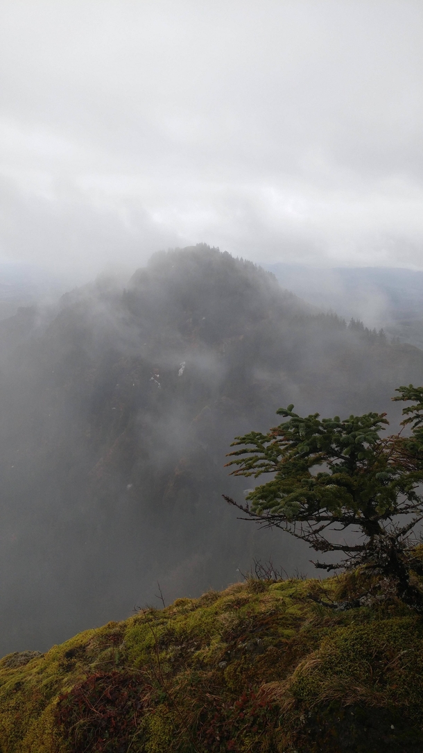 A foggy view from the top of Saddle Mountain in the Oregon Coast Range 