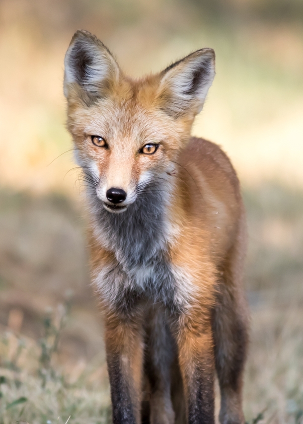 A fox in Colorado 