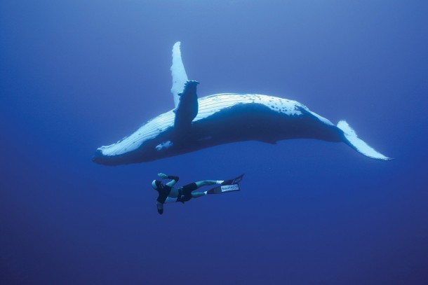 A free diver with a Humpback whale 