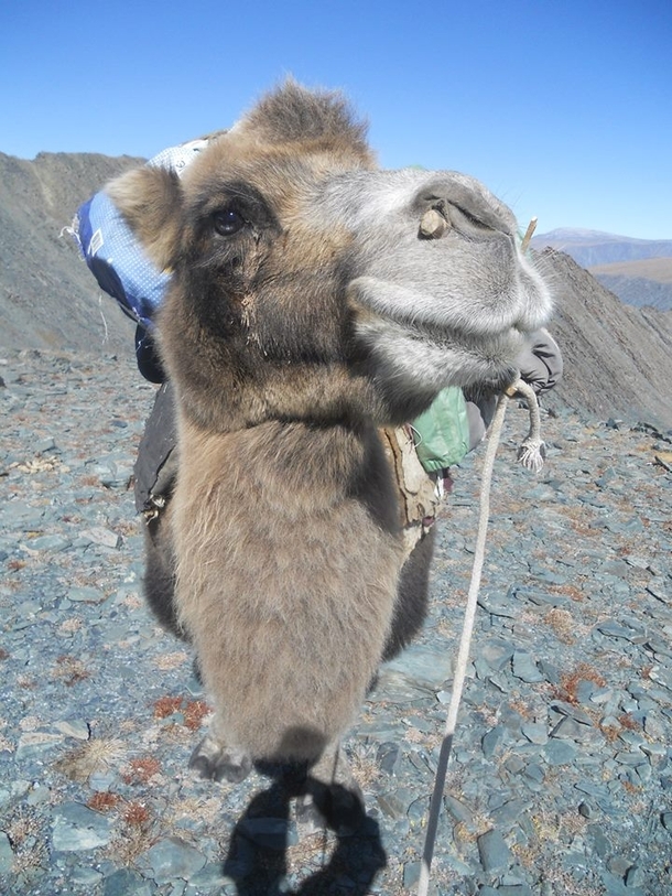 A friendly Mongolian camel 