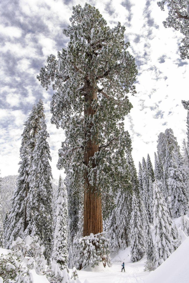 A Giant Sequoia Sequoiadendron giganteum The worlds largest privately owned giant sequoia forest Alder Creek in the Southern Sierra of California has just been preserved by a  purchase by a Bay Area conservation group Photo by Victoria Reeder Save the Red