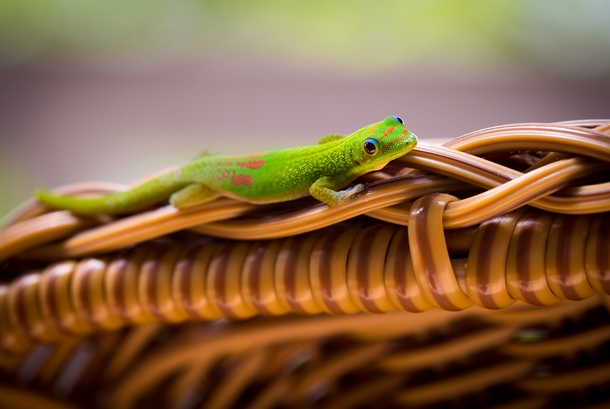 A Gold Dust Day Gecko Phelsuma laticauda hanging out on a wicker chair in Hawaii