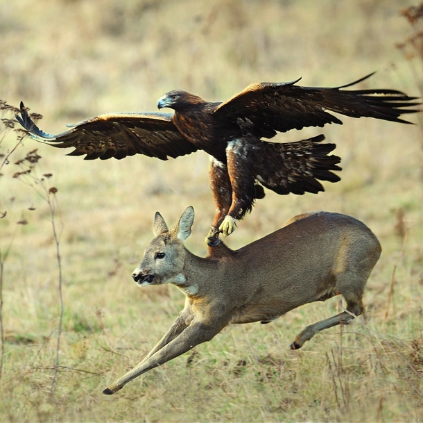 A Golden eagle trying to fly off with a Roe deer 