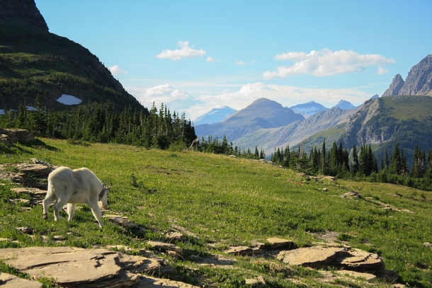 A good day to be a Mountain Goat in Glacier NP 
