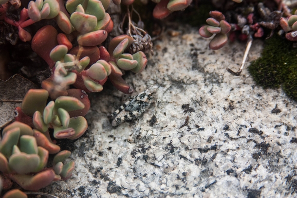 A Grasshopper Blending in with Granite 