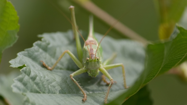 A grasshopper on a leaf 