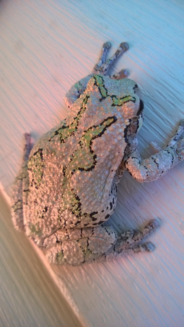 A gray tree frog on my back deck Southern Missouri 