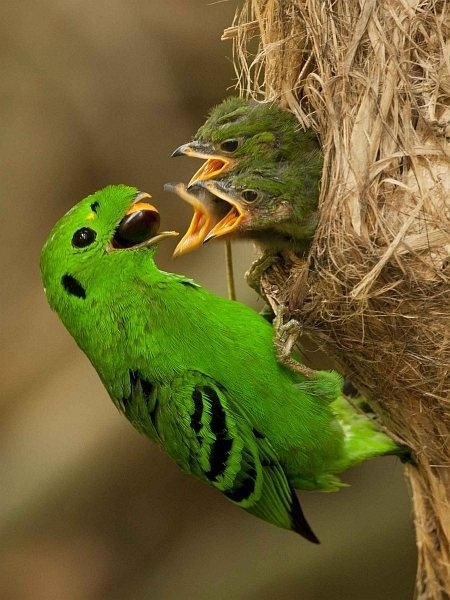 A Green Broadbill and its Babies 