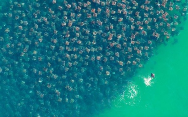A group of Munkiana Devil Rays that was spotted in Baja California Sur Mexico 