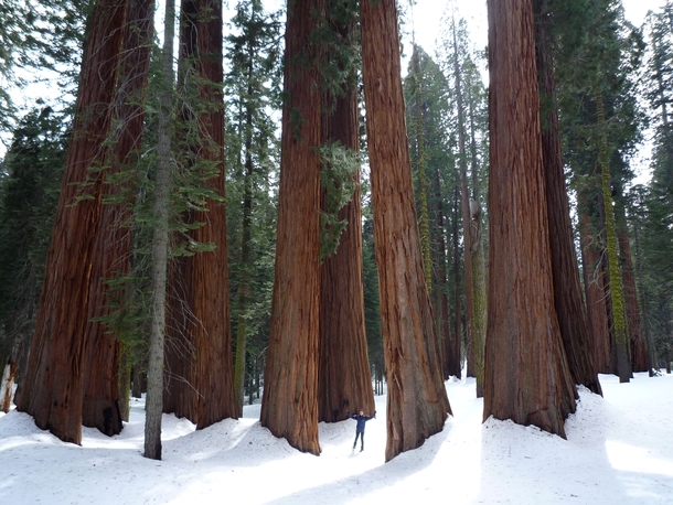 A grove in Sequoia National Park California USA 