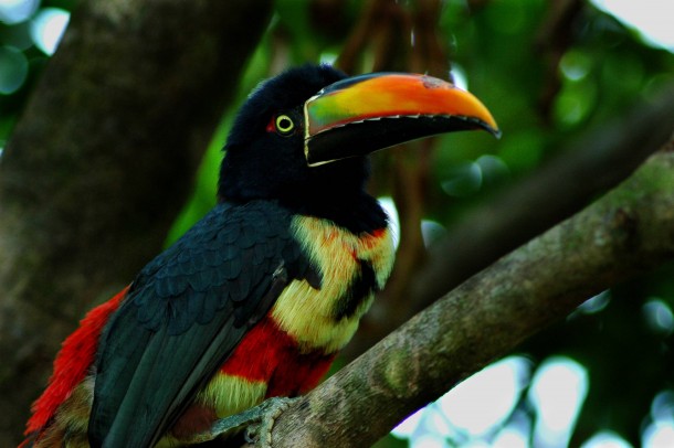A happy toucan I found in Costa Rica during my honeymoon 