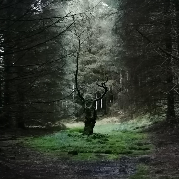 A Haunting Forest Lake District UK 