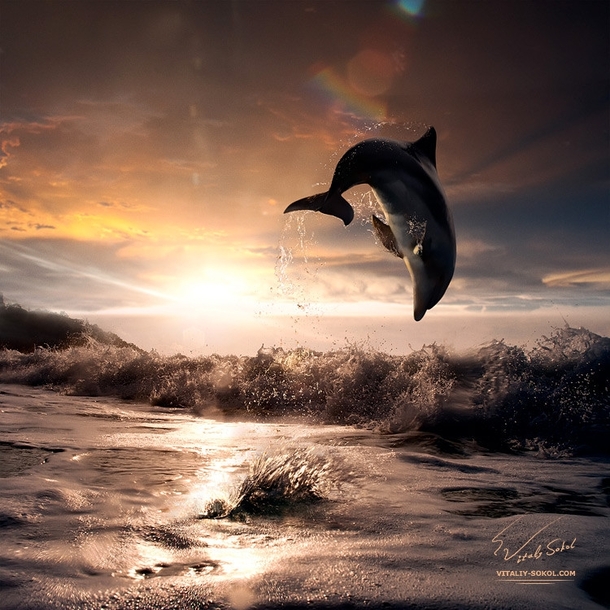 A Hawaiian Bottle Nosed Dolphin at Sunset  photo by Vitaliy Sokol
