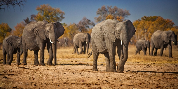 A herd of African Elephants approaches a watering hole near Little Makalolo in Hwange Zimbabwe 