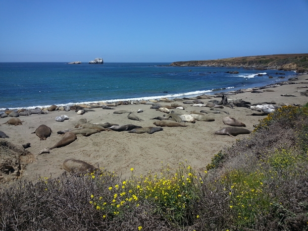 A Herd of Seals relaxing on the California coast 