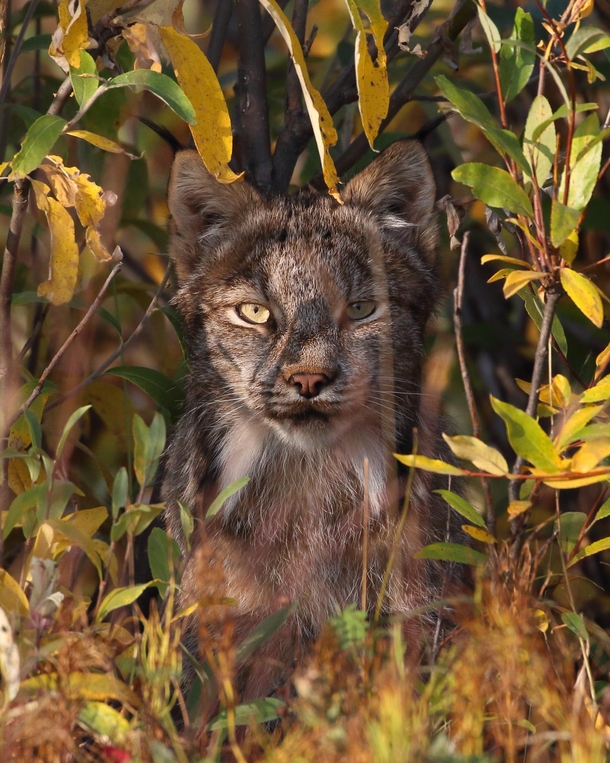 A hidden Lynx peers out at me from the fall vegetation 