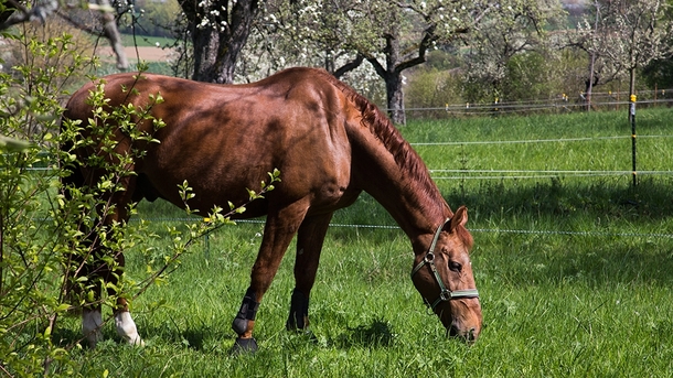 A horse is eating grass 