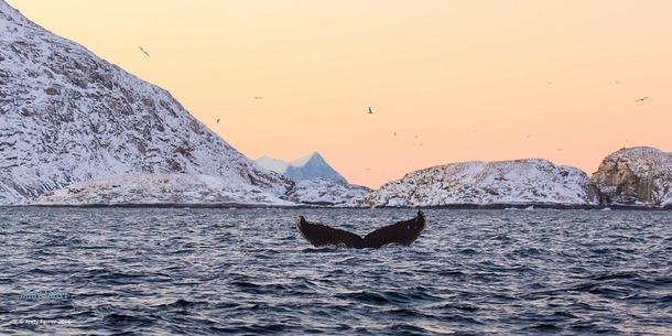 A humpback whale diving in the arctic waters of a Norwegian fjord  Photo by Andy Farrer