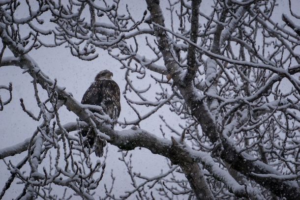 A Juvenile Bald Eagle Perched in a Tree 