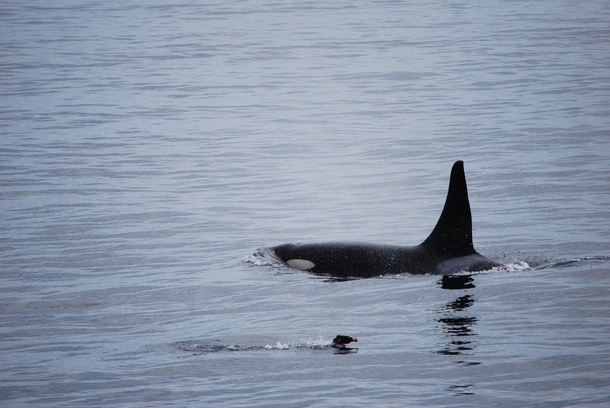 A Killer Whale and Puffin swimming in Kenai Fjords Alaska 