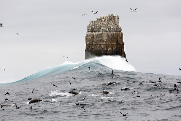 A large cluster of Marine life enjoys a massive feeding frenzy below the monolithic Eddystone Rock about  kilometers off Tasmanias South East Cape Andy Chisholm 
