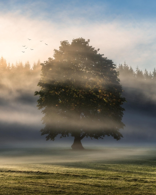 A large maple on a foggy morning Vancouver Island Canada  IG seanhphotography