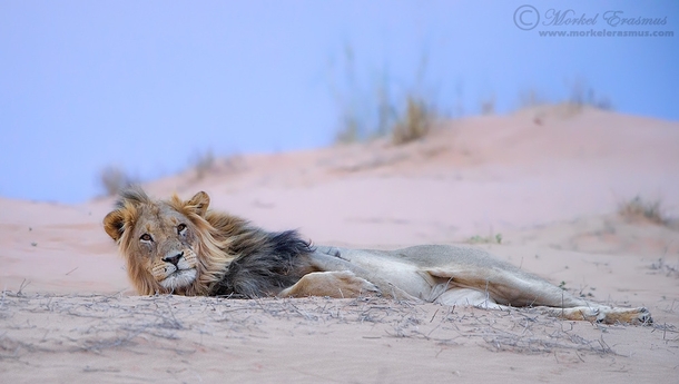 A lazy Kalahari lion lounges on a sand dune 