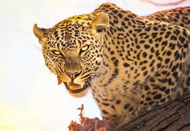 A leopard feasting on a warthog in Botswana  Photographed by Trey Ratcliff