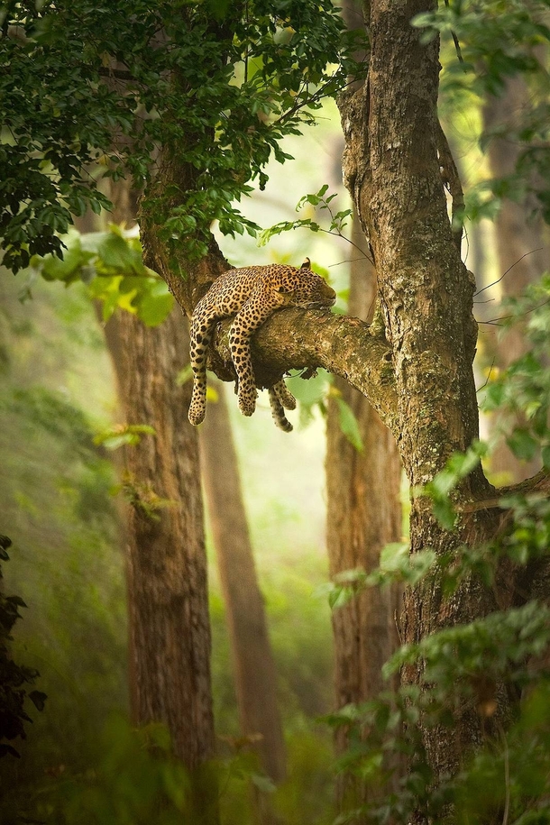 A leopard resting its head on a tree branch photographed by Sudhir Shivaram 