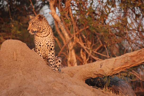 A leopard spotted just before sundown in Chobe National Park Botswana 