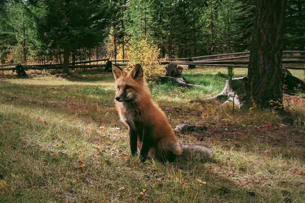 A little friend I made this past September in the Cariboo BC She was incredibly tame and oh so beautiful 