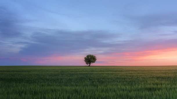 A lone tree emerges in the flatness of Spains central plateau at dusk 