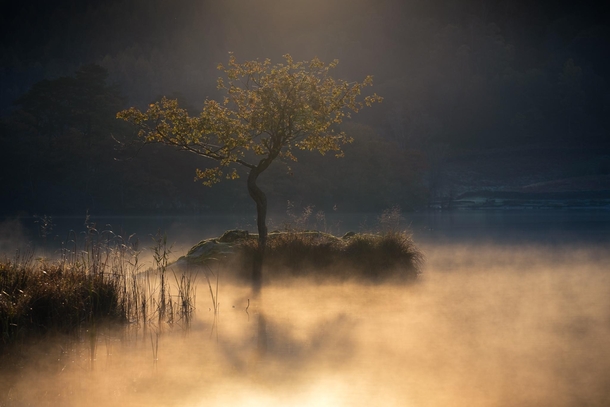 A lonely tree catching the first of the morning rays in Lake District UK 