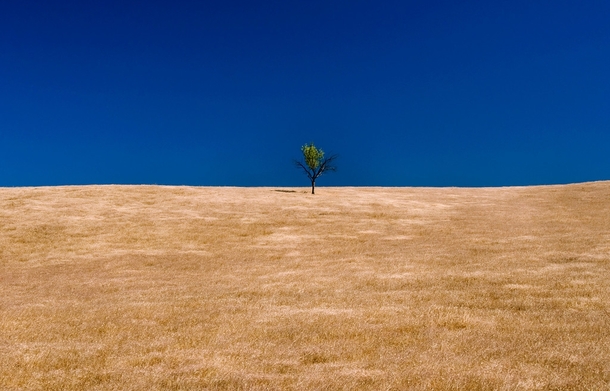 A lonely tree in the foothills below the Yolla Bolly wilderness area California