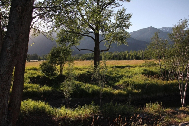 A lush meadow near Grand Teton National Park WY 