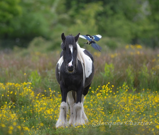 A Magpie bird and a Marsh Pony 
