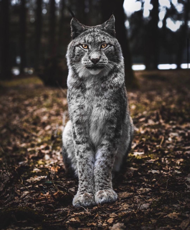 A majestic German Lynx