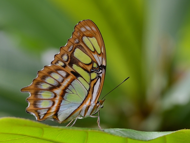 A Malachite Butterfly Siproeta stelenes 