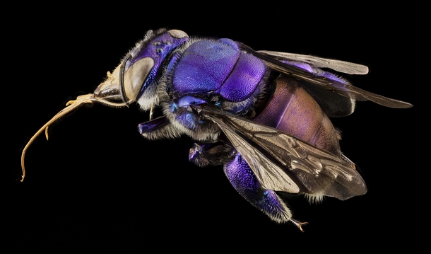 A Male Purple Orchid Bee from Guyana by Sam Droege  x-post rHI_Res