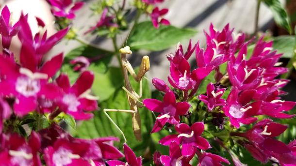 A mantis whos lived in our flowers all summer We call it Manty