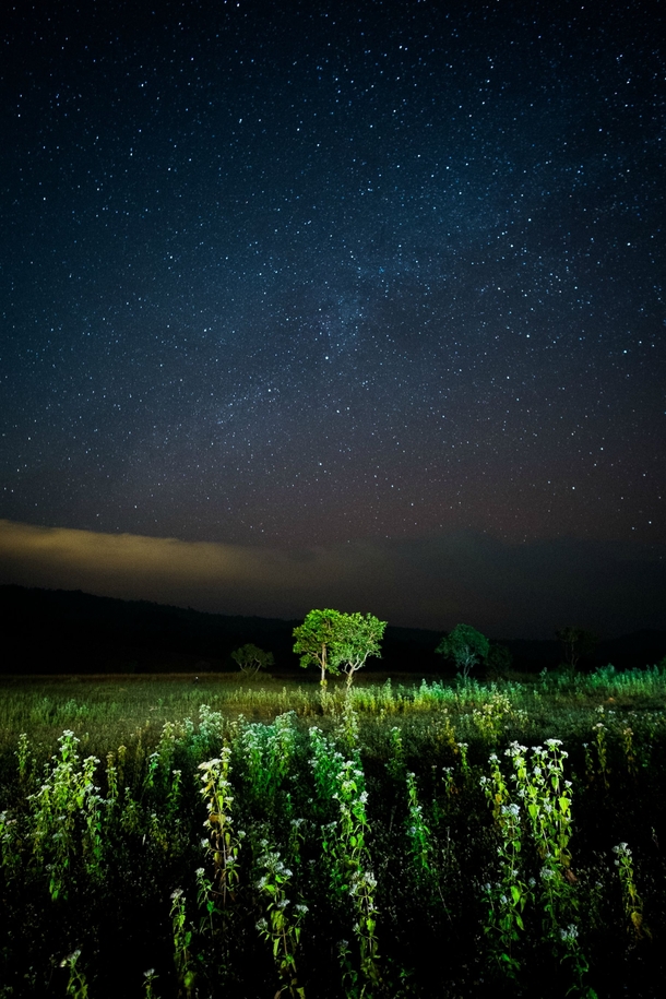 A meadow trees and part of the Milky Way from Thailand 